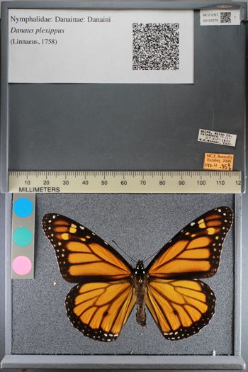 Media type: image;   Entomology 197270